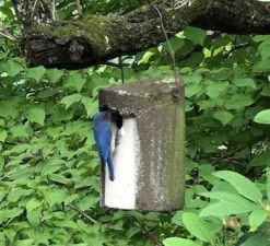 Kinsman Schwegler 1 1/2" Tree Trunk Birdhouse Hanging Houses