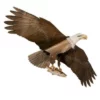 Kites Jackite American Bald Eagle Kite, 60" Wingspan