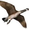 Jackite Giant Canada Goose Kite With Rod, 60" Wingspan