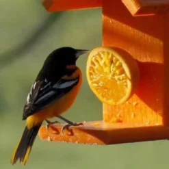 Woodlink Going Green Recycled Plastic Oriole Fruit Feeder Hanging Feeders
