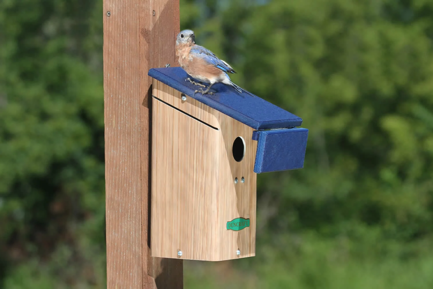 BirdHousesAndBaths Sales -BirdHousesAndBaths Sales 4373D zoom
