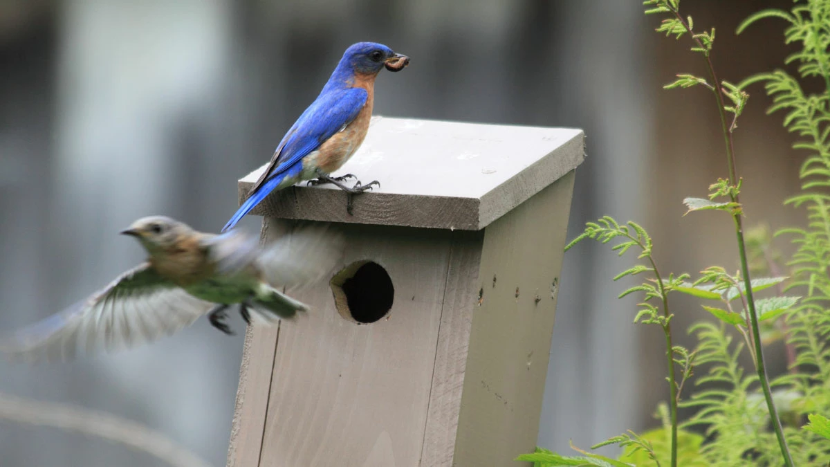 BirdHousesAndBaths Sales -BirdHousesAndBaths Sales bluebirds